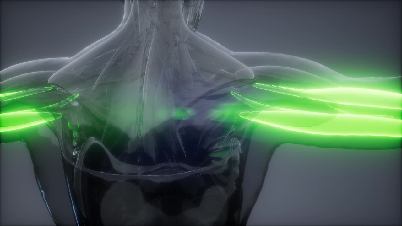 트라이세프스 - 눈에 보이는 근육 해부학 지도