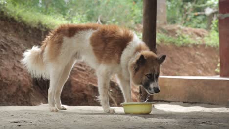 dog on leash eating and looking at camera