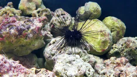 sea urchins are spiked on the body. at the end of the thorns are poisonous cysts.