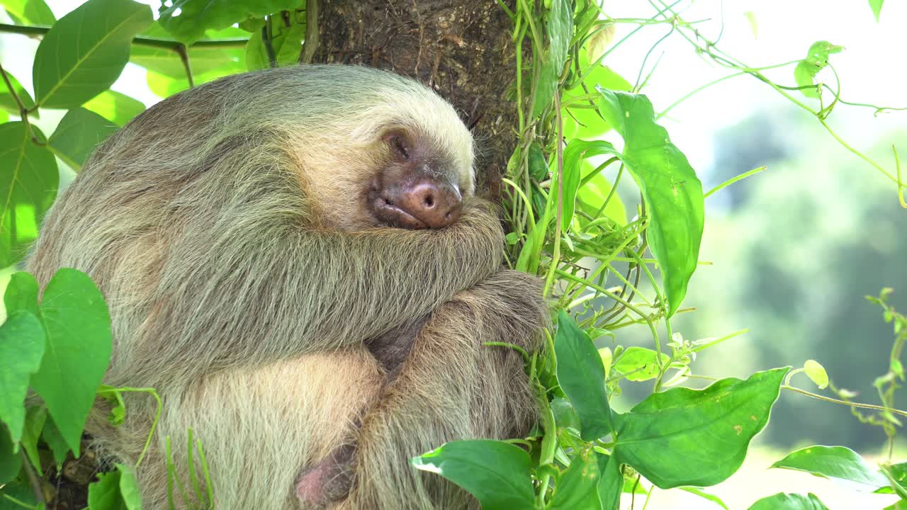 Premium stock video - A cute sloth , sleeping while hugging a tree ...