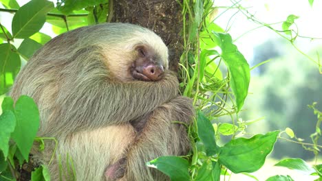 a cute sloth , sleeping while hugging a tree, with a gentle wind shaking the leaves