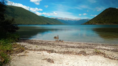 fotografía panorámica de patos con gracia en la orilla del lago con majestuosas montañas como telón de fondo impresionante