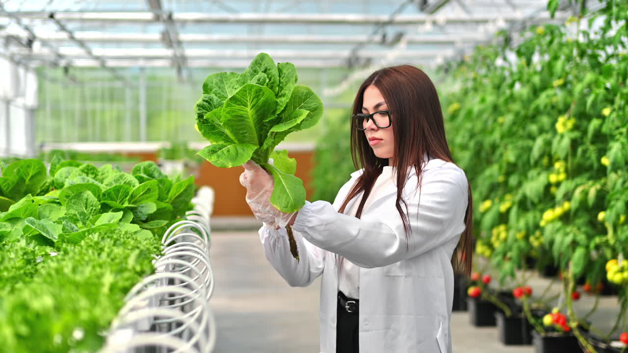 Laboratory technician in a white coat, analysing lettuce grown with the Hydroponic method in a greenhouse