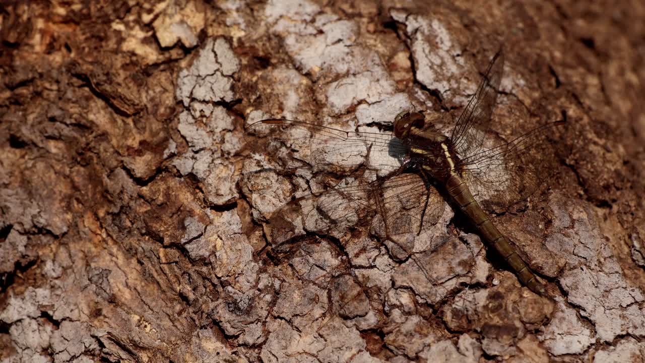 Un video di fauna selvatica in tempo reale che mostra una libellula Orthetrum glaucum posata tranquillamente su una corteccia d'albero testurizzata durante una tranquilla mattina d'inverno in Himachal Pradesh, India.