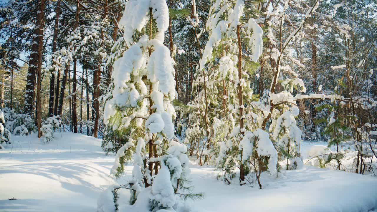 Sollys som belyser snødekte furutrær i vinterskog.