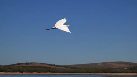 a graceful white bird in flight over calm water