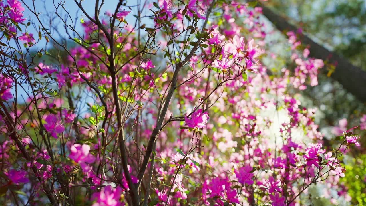 Solljus silas genom rosa azaleablommor. Grenar svajar försiktigt med vårbrisen. Delikata blommor lyser mjukt mot en blå himmel. En fridfull, rofylld atmosfär fångar vårens skönhet