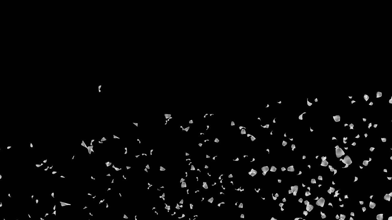 Romantic pink rose sakura flower petals falling stream copy space background birthday celebration