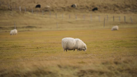 Woolly-sheep-grazing-in-verdant-grassy-farming-pasture-in-Iceland