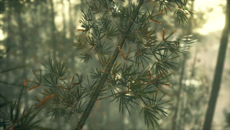 Bosque-De-Bambú-Con-Sol-En-La-Mañana