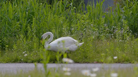 le cygne dans le parc.