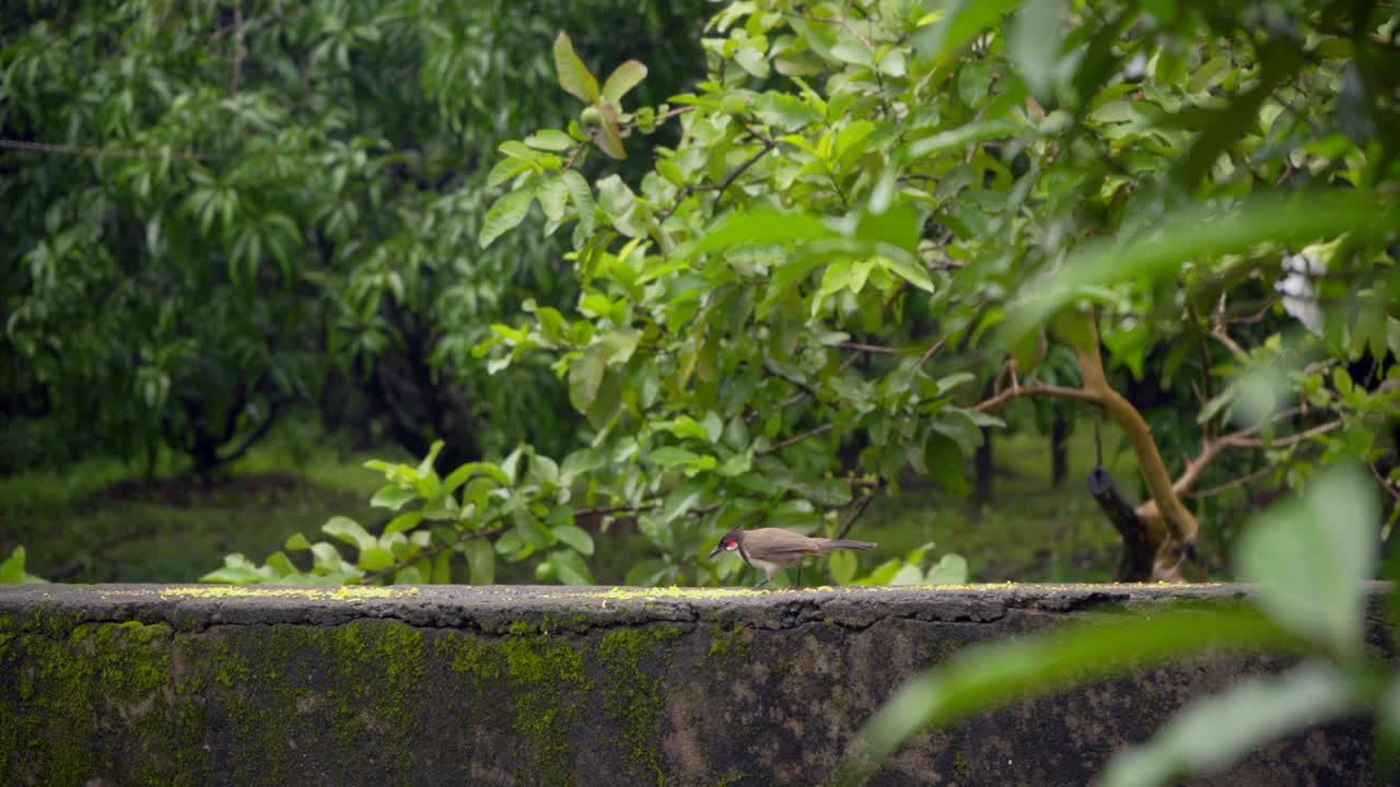 maya bulbul charlatán comiendo en la misma pared