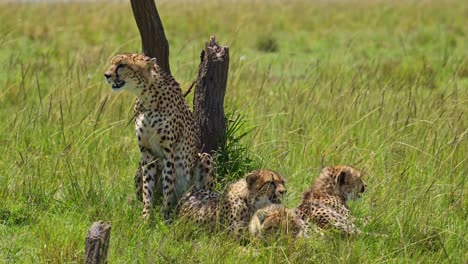 Group-of-Cheetahs-using-acacia-tree-for-shade,-cooling-off-from-bright-Masai-Mara-sun-African-Wildlife-in-Maasai-Mara-National-Reserve,-Kenya,-Africa-Safari-Animals