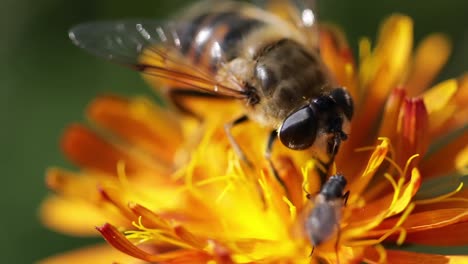 wasp collects nectar from flower crepis alpina