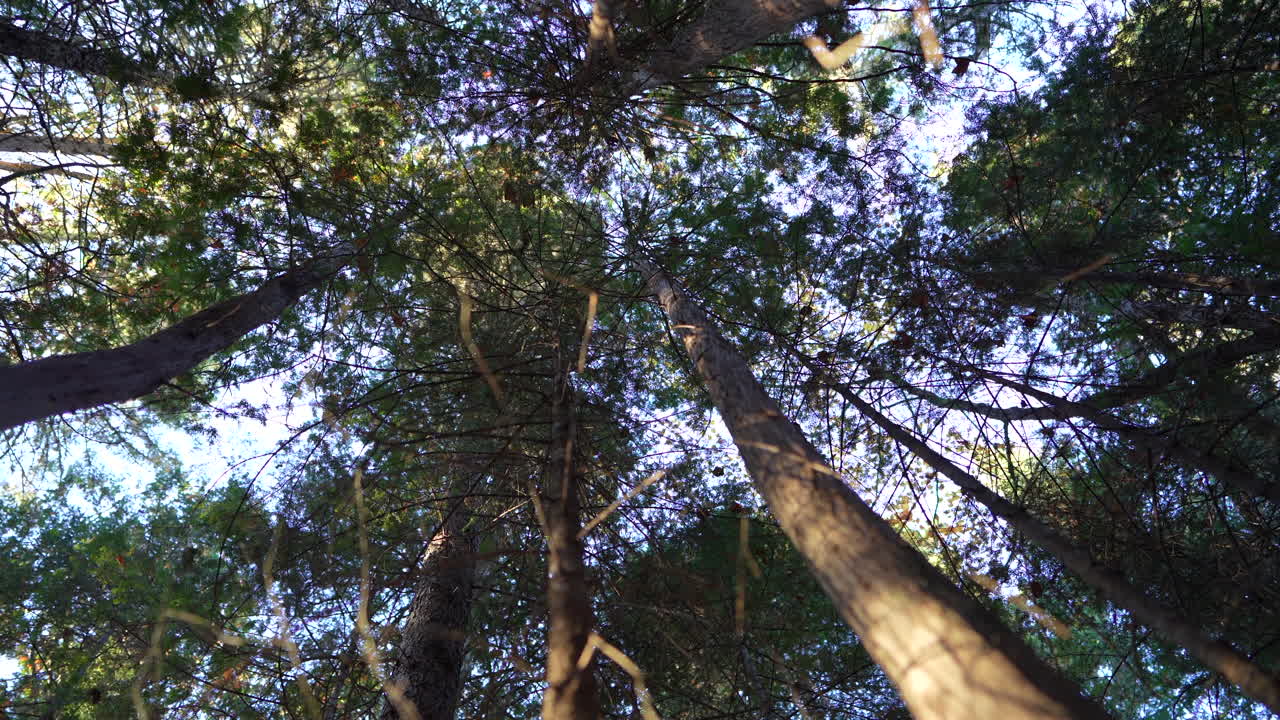 Close-up pan of forest elements in warm autumn sunset light in Mauricie, Quebec, Canada. Vibrant foliage, moss, and forest textures create a peaceful natural scene