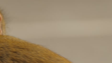 extreme close-up of a young tibetan macaque (macaca thibetana), highlighting expressive eyes and fine facial details.
