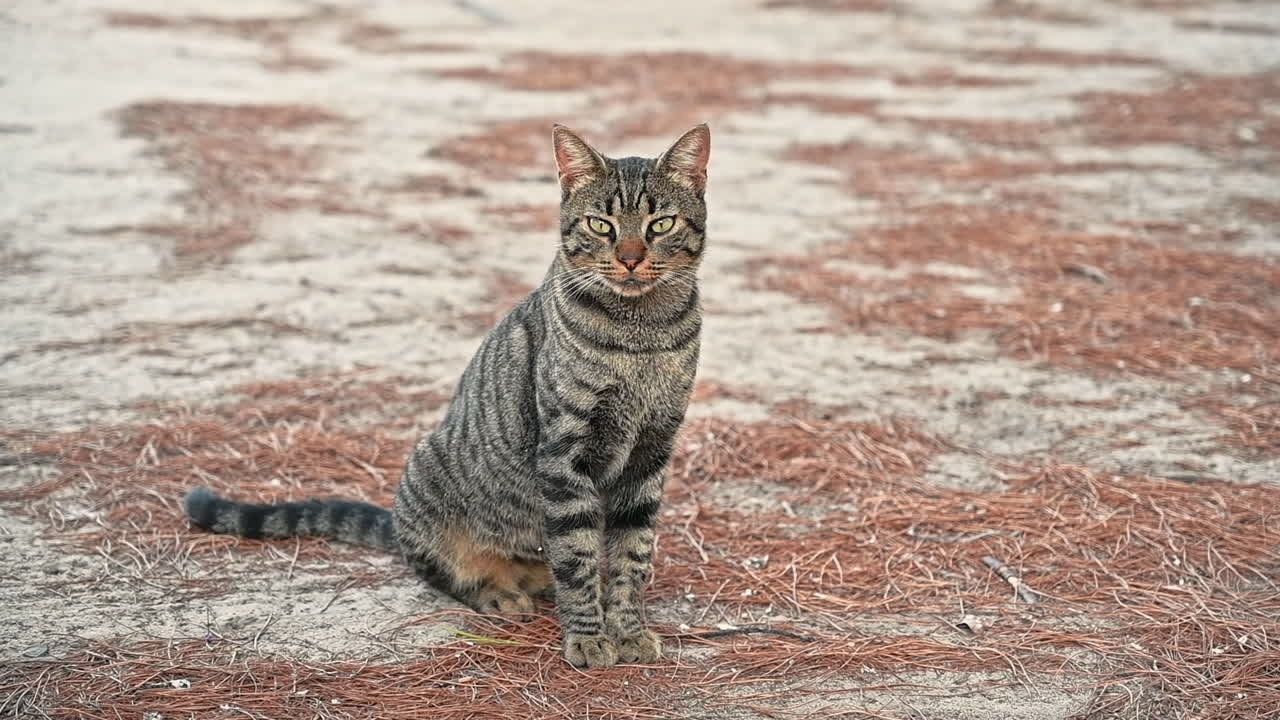 Multicolored cat sitting on the ground with dried fir needles in Greece. Slow motion