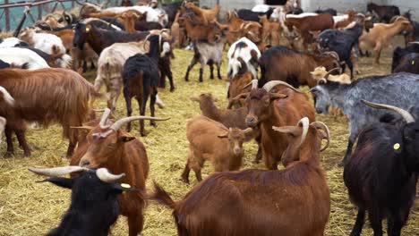 mountain farm herd of goats roaming on dry hay bales, domestic animals producing fresh meat and milk