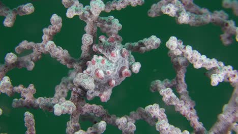 gros plan d'un hippocampe pygmée bargibanti à l'intérieur d'un ventilateur de la mer rouge