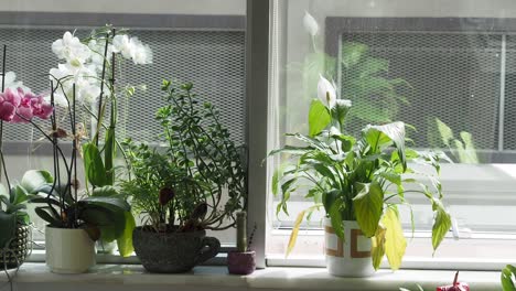 plants on a windowsill