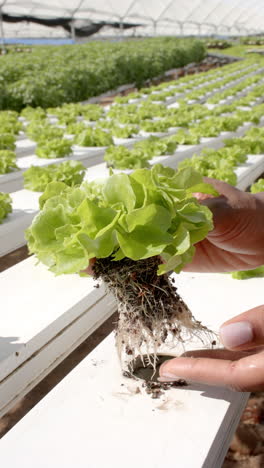 Vertical video: Inspecting roots, farmer holding hydroponic lettuce plant in greenhouse