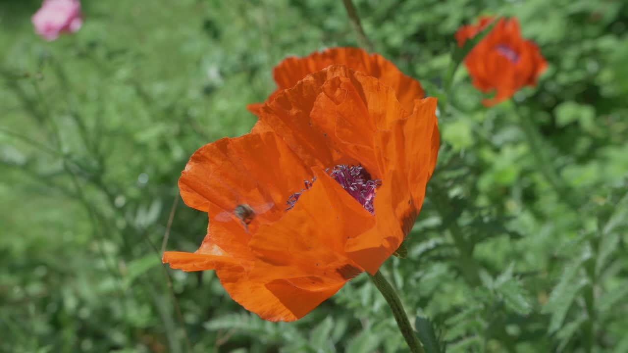 las abejas están ocupadas en una flor de amapola naranja en un campo, cámara lenta