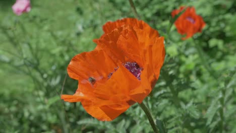 Las-Abejas-Están-Ocupadas-En-Una-Flor-De-Amapola-Naranja-En-Un-Campo,-Cámara-Lenta