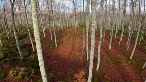 Imágenes-De-Drones-Fpv-Que-Pasan-A-Través-De-Los-árboles-De-Un-Bosque-En-Otoño