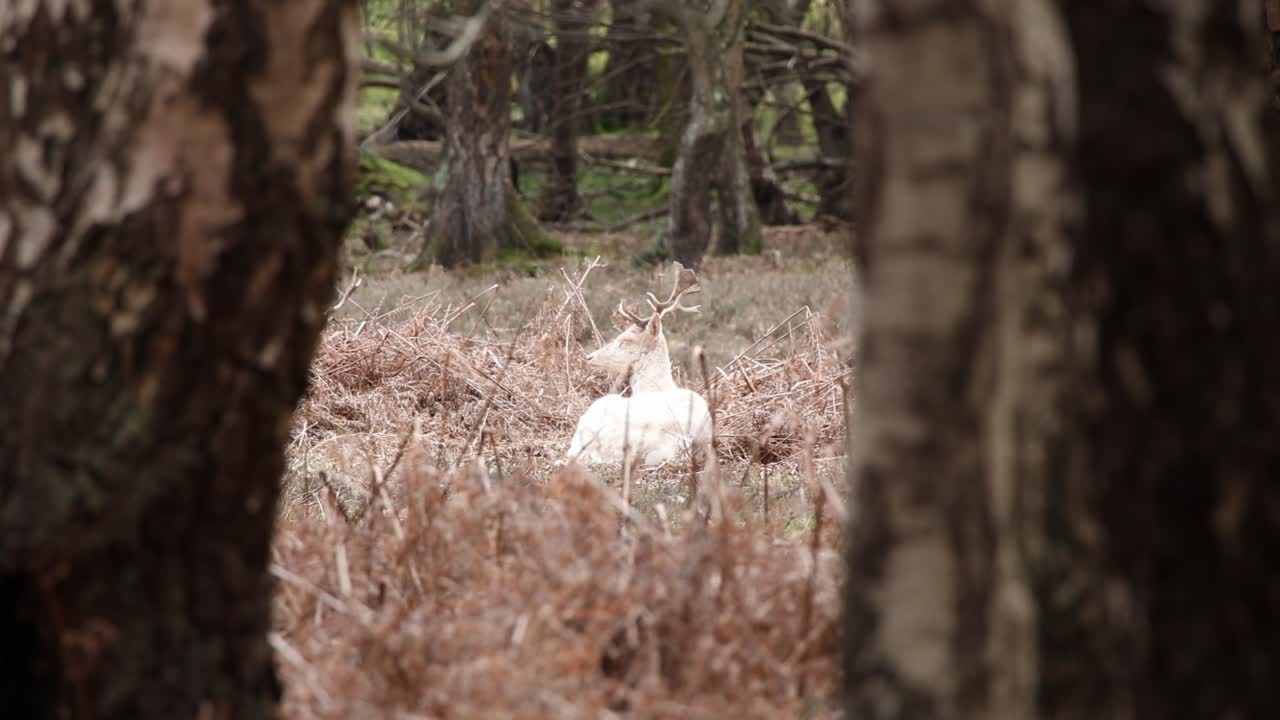 ciervo blanco acostado en el nuevo clip de bosque 17