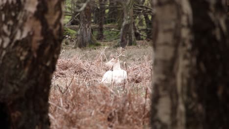 white deer laying down in the new forest clip 17