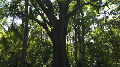 Massive-roots-from-old-tree-in-the-Tayrona-National-Natural-Park,-Tilt-up-shot