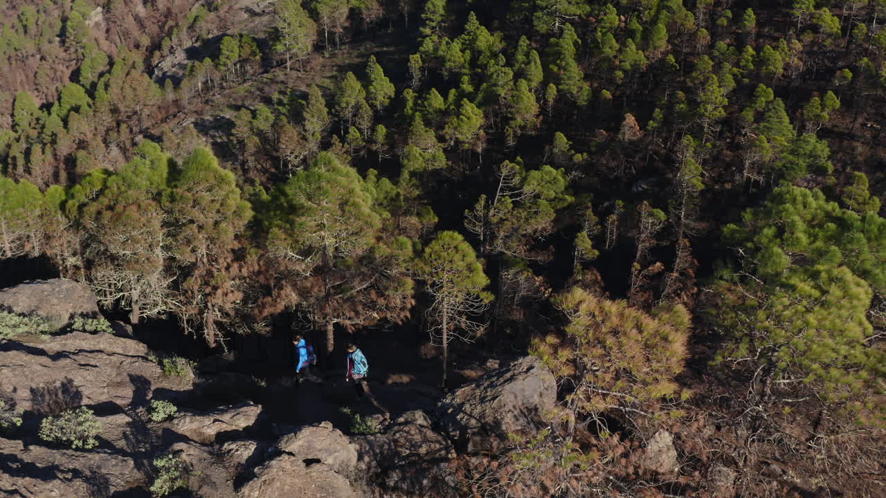 Hikers on Mountain Trail through Pine Forest