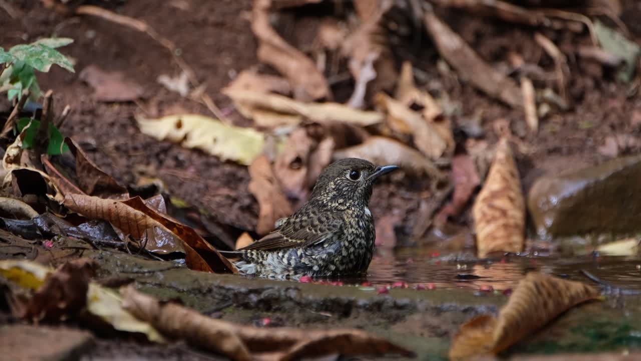 bañándose y luego vuela para irse, el tordo de roca de garganta blanca monticola gularis, tailandia