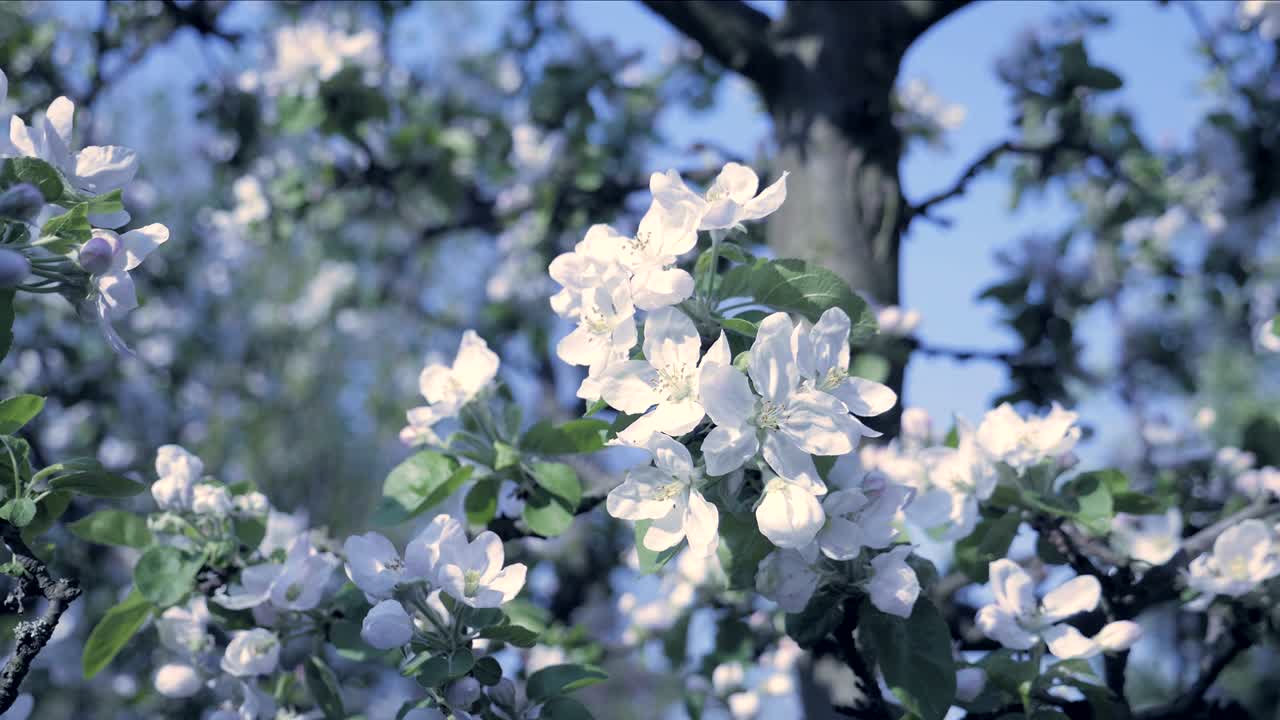 Detail of fall petals on spring theme. Apple blossom flower, cold and cool atmosphere