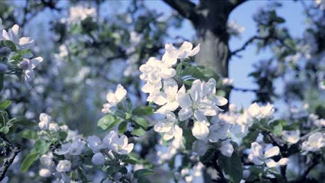 detail of fall petals on spring theme. apple blossom flower, cold and cool atmosphere