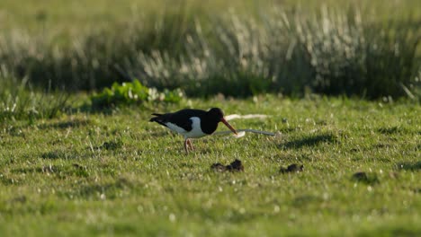 shorebird feeding in a meadow