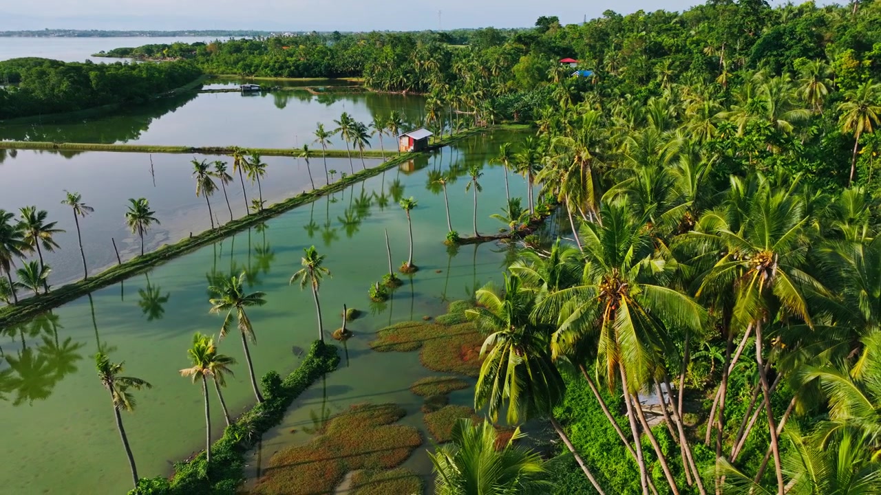 La luce dorata della sera luccica su palme allagate e tranquille acque tropicali.