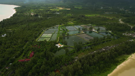 drone shot of tropical rainforest, palm tree cultivation, rice paddy field near the coastal beach, thailand