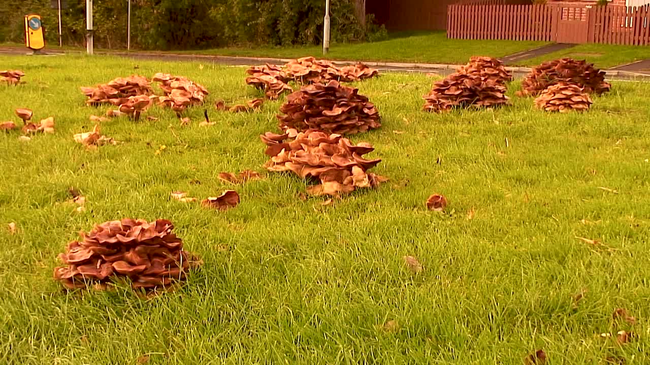 Honey Fungus Growing on a grass verge in the UK after some warm weather and then rain