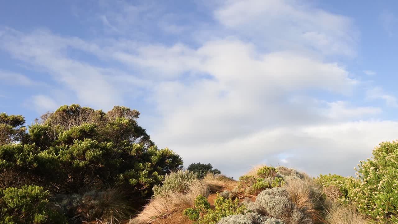 Boscaglia con cielo azzurro e nuvole