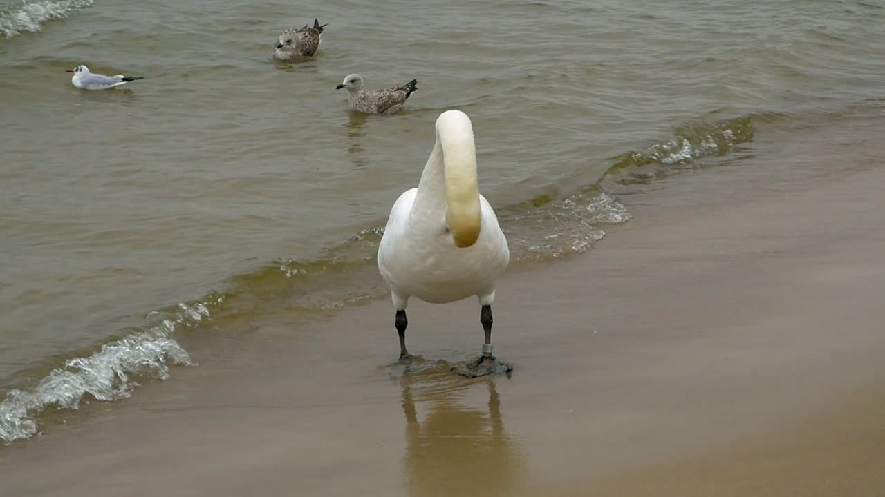 un cisne se limpia en la playa de arena del mar báltico en kołobrzeg con gaviotas en el fondo