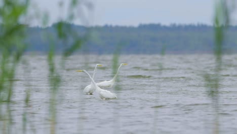 Großer-Weißer-Reiher-Jagt-Fische-Im-See-Und-Fliegt-In-Zeitlupe