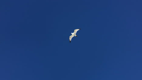 Seagulls-fly-over-New-York-Harbor