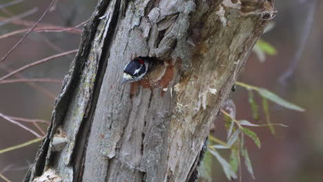 A hairy woodpecker peeking out of a newly made nest