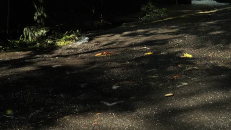 Slow-motuon-handheld-shot-of-a-road-with-water-running-off-while-cars-are-driving-in-bali-indonesia-in-ubud