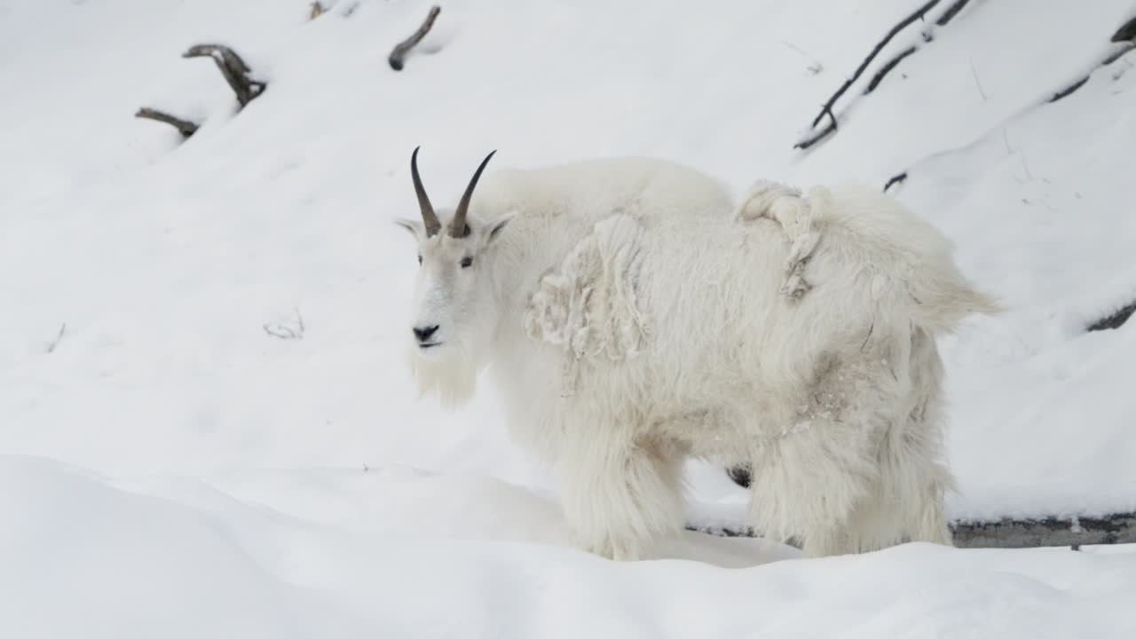 캐나다 유콘 주 화이트호스 의 눈 인 산 에 서 있는 산 염소 - 넓은