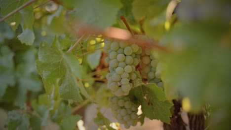 White grapes sorrounded by vines medium shot