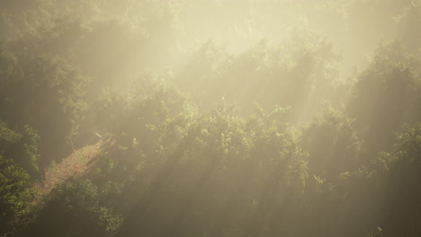 fog in a forest at aerial view