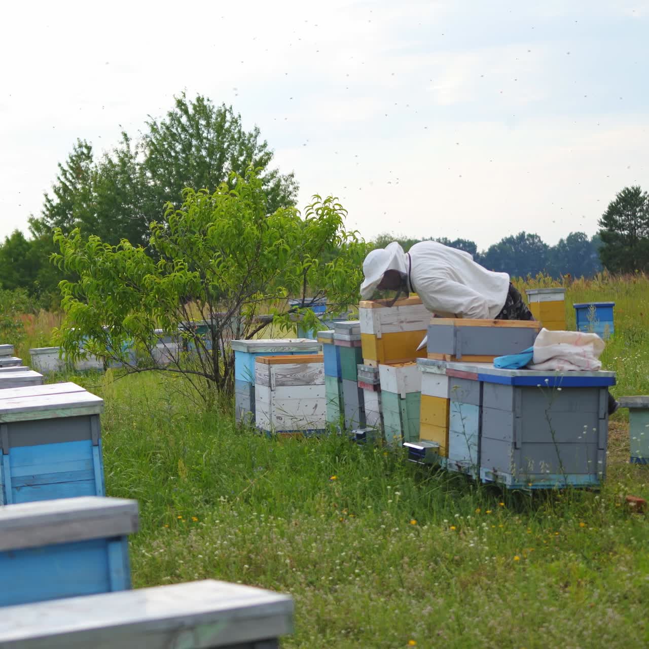 Hardworking beekeeper works with brush near hives. Man cleans honeycombs. Hives stand in a meadow in summer
