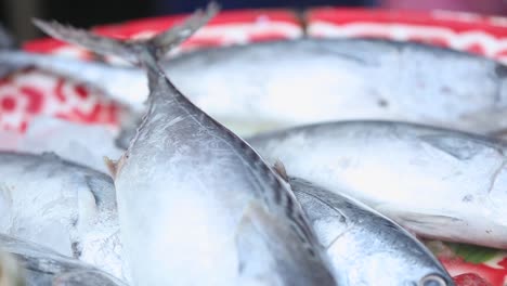 closed up footage of fresh mackerel on the tray